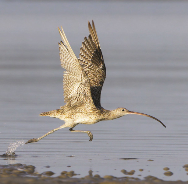 In the centre of the frame, an Eastern Curlew takes off from a mudflat with wings and legs outstretched.