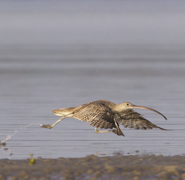 In the centre of the frame, an Eastern Curlew takes off from a mudflat with wings and legs outstretched.