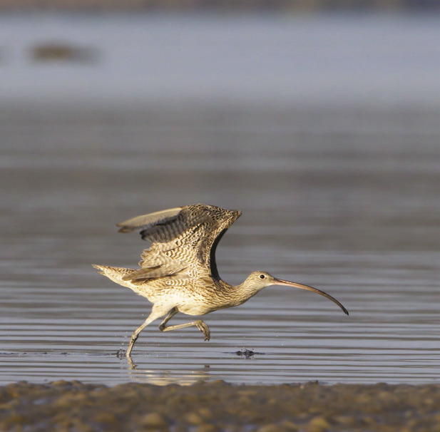 In the centre of the frame, an Eastern Curlew runs across the surface of a muflat with wings outstretched, preparing to take off. 