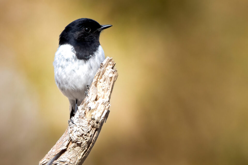To the left of the frame, a black and white male Hooded Robin is perched on an exposed dead branch, turned towards the camera and facing to the right against a blotched orange-brown background.
