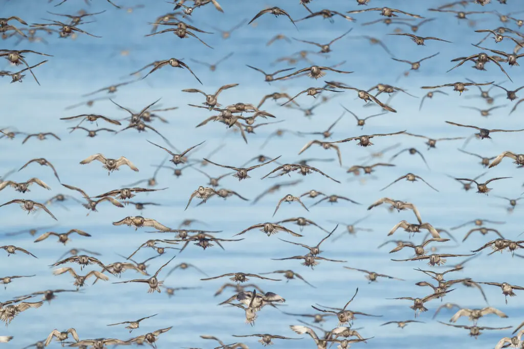 A huge flock of sand-plovers flying towards the camera against the blue water of Roebuck Bay.