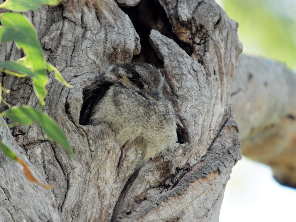In the centre of the frame, a hunched up Australian Owlet-nightjar suns itself at the entrance of its hollow. Its grey brown plumage is well-camouflaged to the bark.