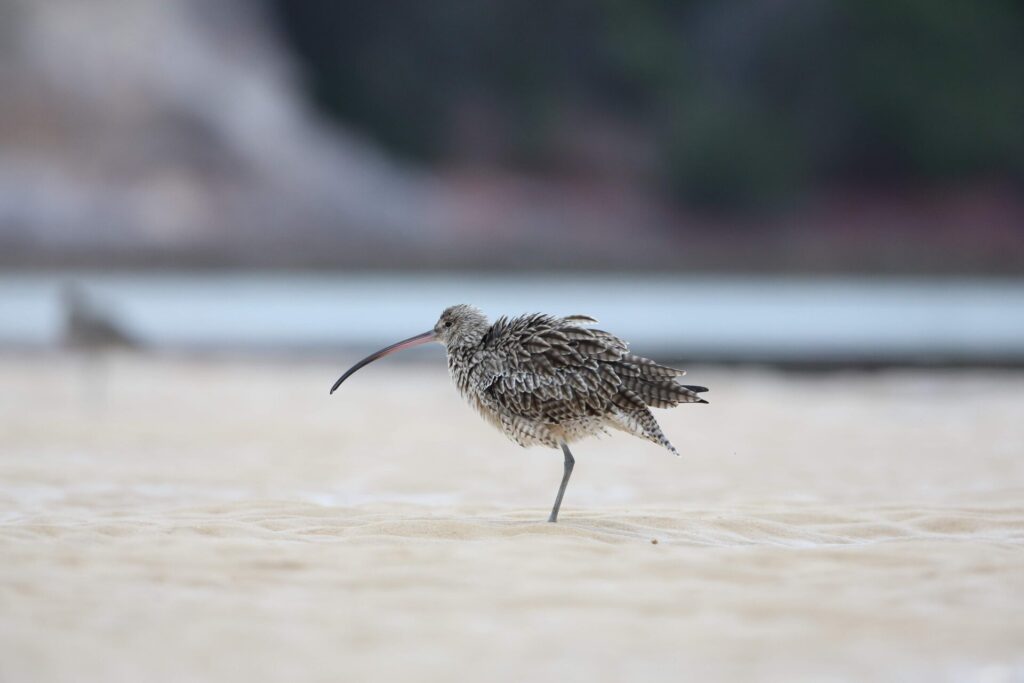 In the centre of the frame, an Eastern Curlew with ruffled feathers stands in the sand against a blurred beach background, facing towards the left. 