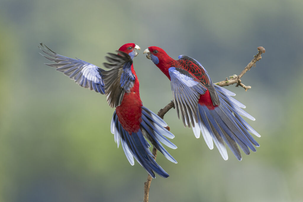 In the centre of the frame, two red, blue and white Crimson Rosellas are squabbling while perched on a dead branch against a dark green and blue blurred background.