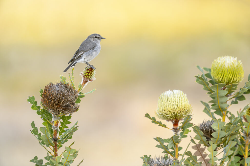 To the left of the frame, a grey and white female Hooded Robin is perched on top of a banksia against a pale yellow and green background among several banksia flowers.