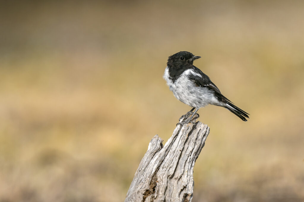 To the right of the frame, a black and white male Hooded Robin is perched on an exposed stump, facing to the right against a blotched pale brown background.