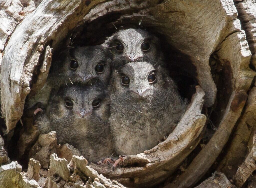 Four Australian Owlet-nightjars peering out of the entrance of their hollow at the camera.