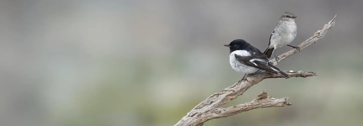 To the right of the frame, a pair of Hooded Robins are perched on an exposed dead branch. The male (left, in the foreground) is black and white, while the female is grey-brown. The background is blotched grey and green.