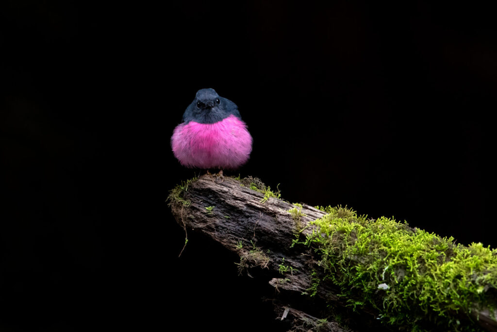 In the centre of the frame, a fluffy round male Pink Robin is perched atop a mossy branch and facing the camera, revealing his distinctive bright pink chest and belly. The background is solid black.