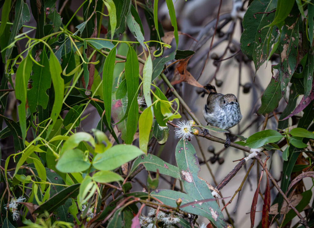 To the right of the frame, a tiny streaked Brown Thornbill hides among the bright green foliage of a flowering eucalypt, facing towards the camera.