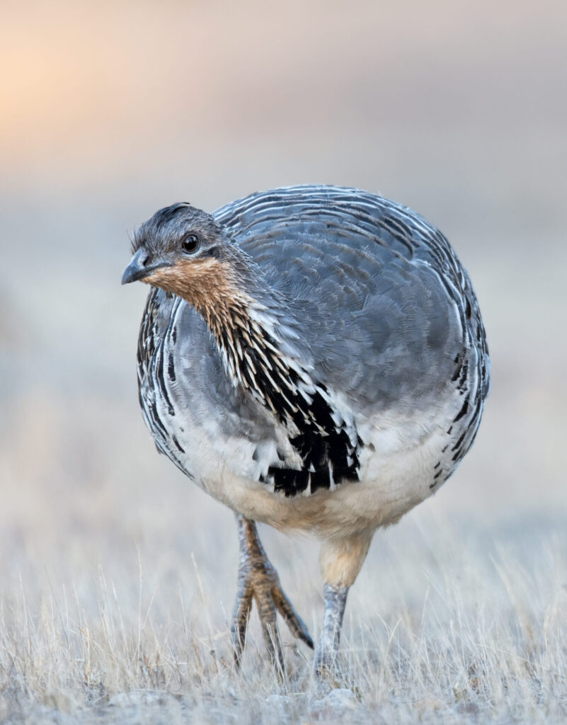 In the centre of the frame, a rotund grey, black, white and rufous Malleefowl walks towards the camera with one leg raised, against a pale grassy background.