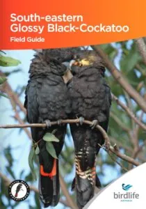 South-eastern Glossy Black-Cockatoo Field Guide