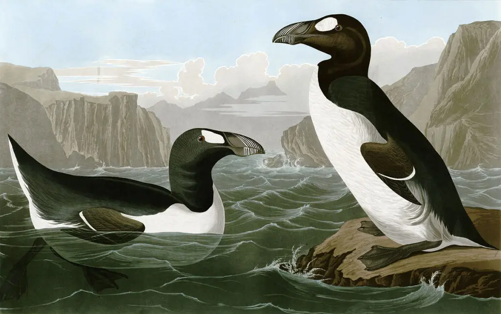 An artise depiction of Greak Alk, a black and white seabird