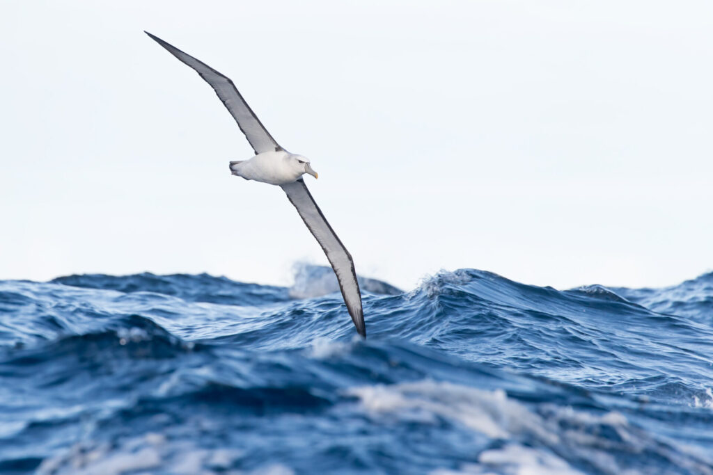 To the left of the frame, a large Shy Albatross glides low with wings outstretched over the deep blue ocean waves against a pale white background.