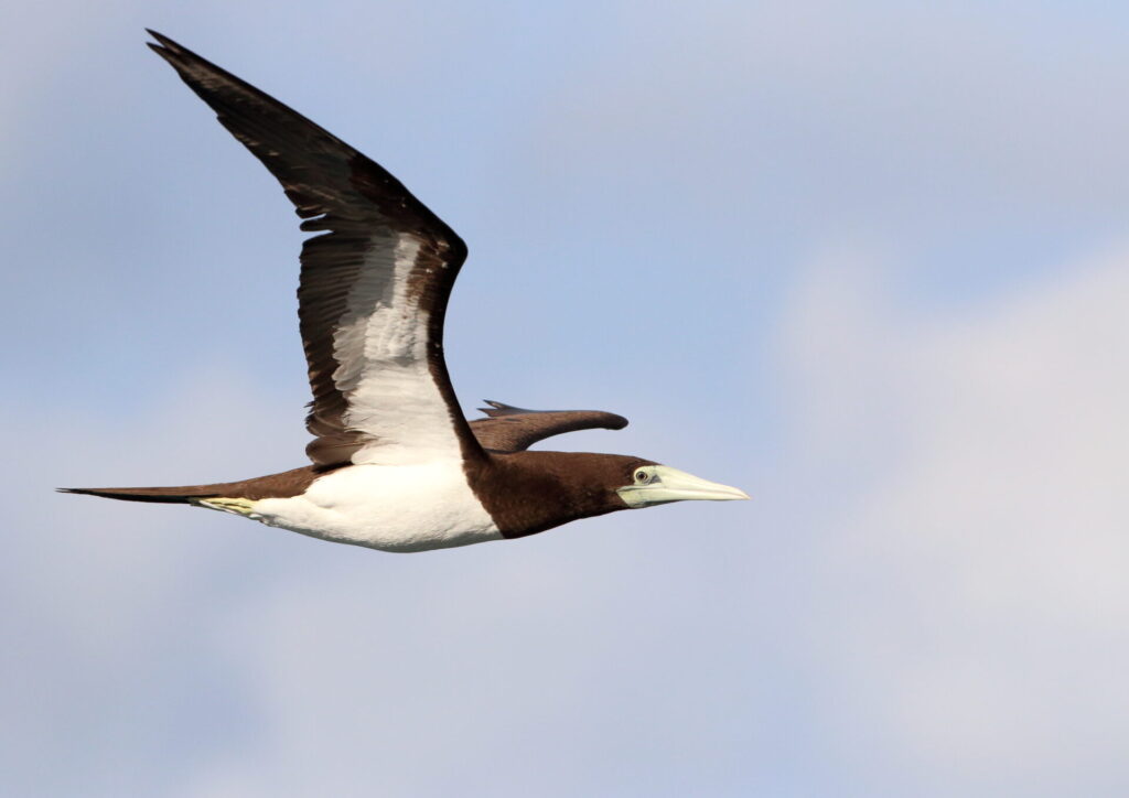 Seabird flying in the air, brown and white