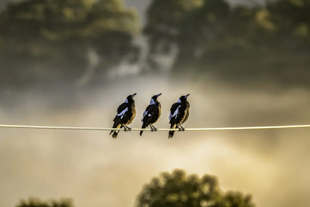 In the centre of the frame, three black and white Australian Magpies are perched on a white cable, backlit by a setting sun against a pale pink and forested background.