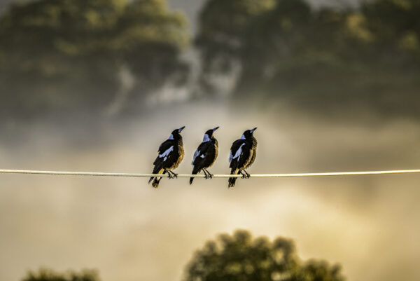 Swooping season - BirdLife Australia