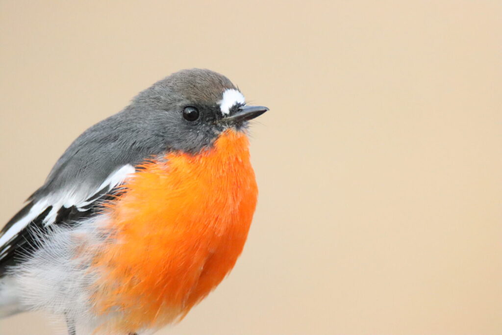 To the left of the frame, a close-up male Flame Robin with a bright orange chest faces the right of the screen, against a pale orange background.