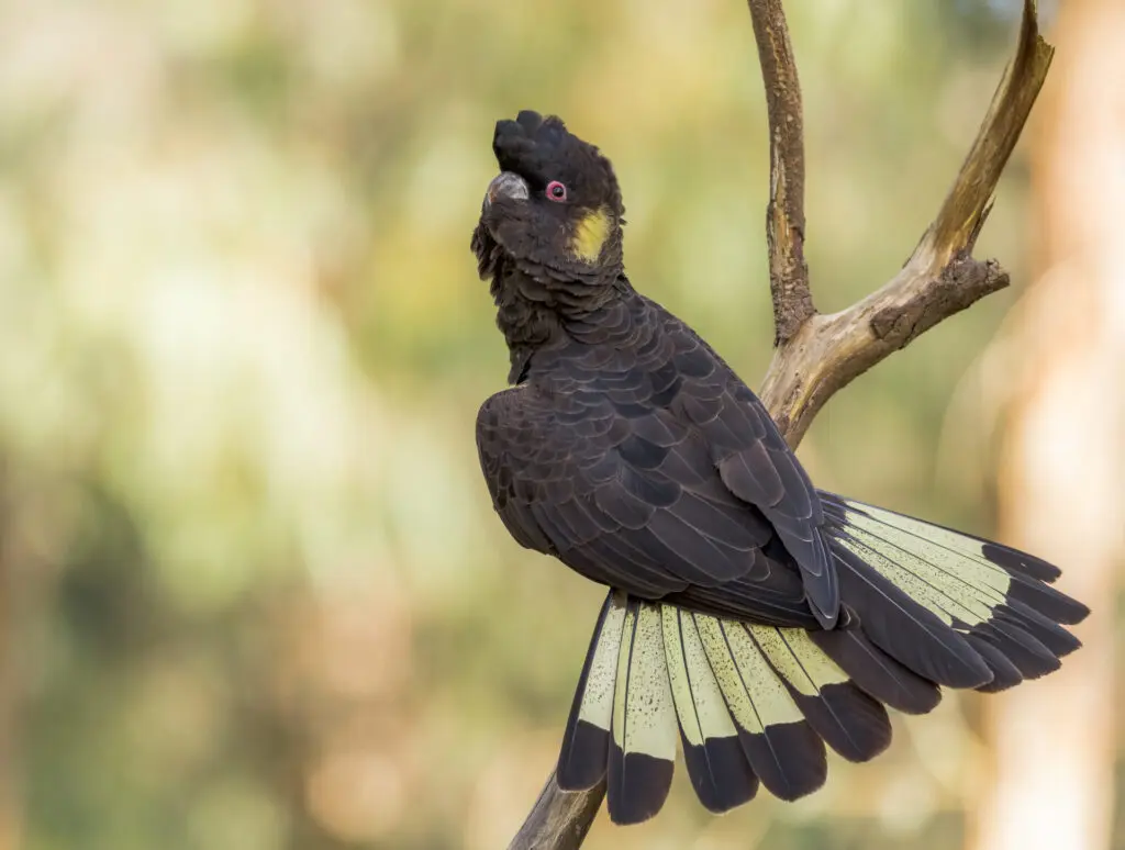 To the right of the frame, a male Yellow-tailed Black-Cockatoo is perched on an exposed branch with yellow tail feathers extended against a blotched green and gold background.