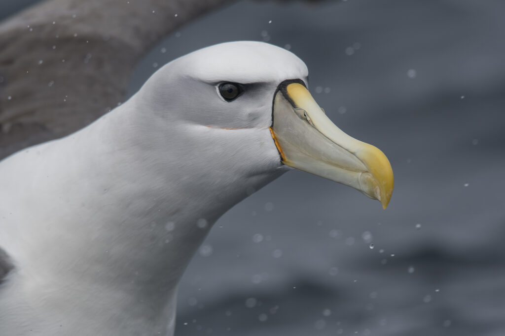 A close crop of a Shy Albatross facing to the right of the frame, showing its heavy brow and powerful grey and yellow beak. Its wings are outstretched against a dark ocean background.