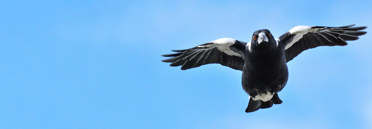 To the right of the frame, a black and white Australian Magpie flights directly towards the camera with wings outstretched in the swooping position.