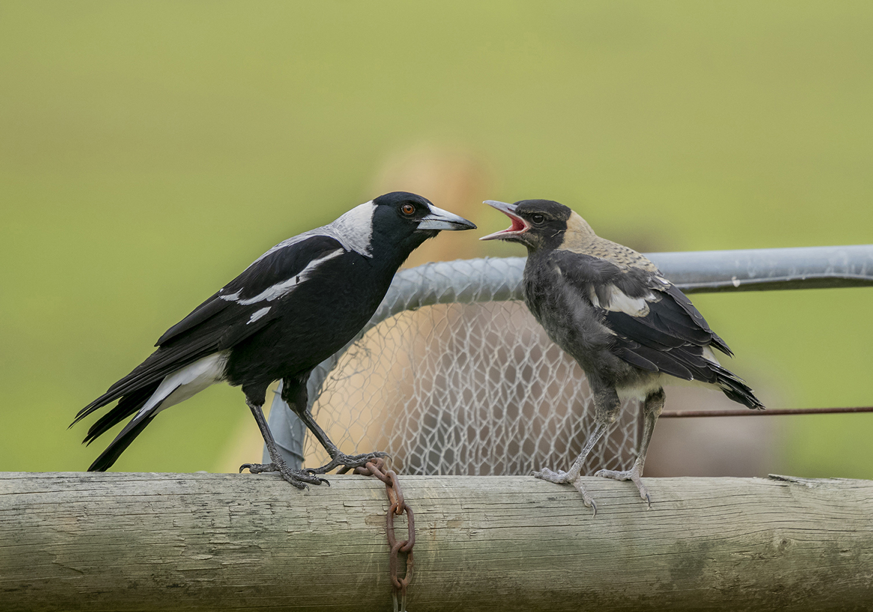 In the centre of the frame, a black and white adult Australian Magpie (left) is perched on a wooden fence post and feeding a hungry grey and white chick (right) with its beak wide open, in front of a metal gate and a pale green background.