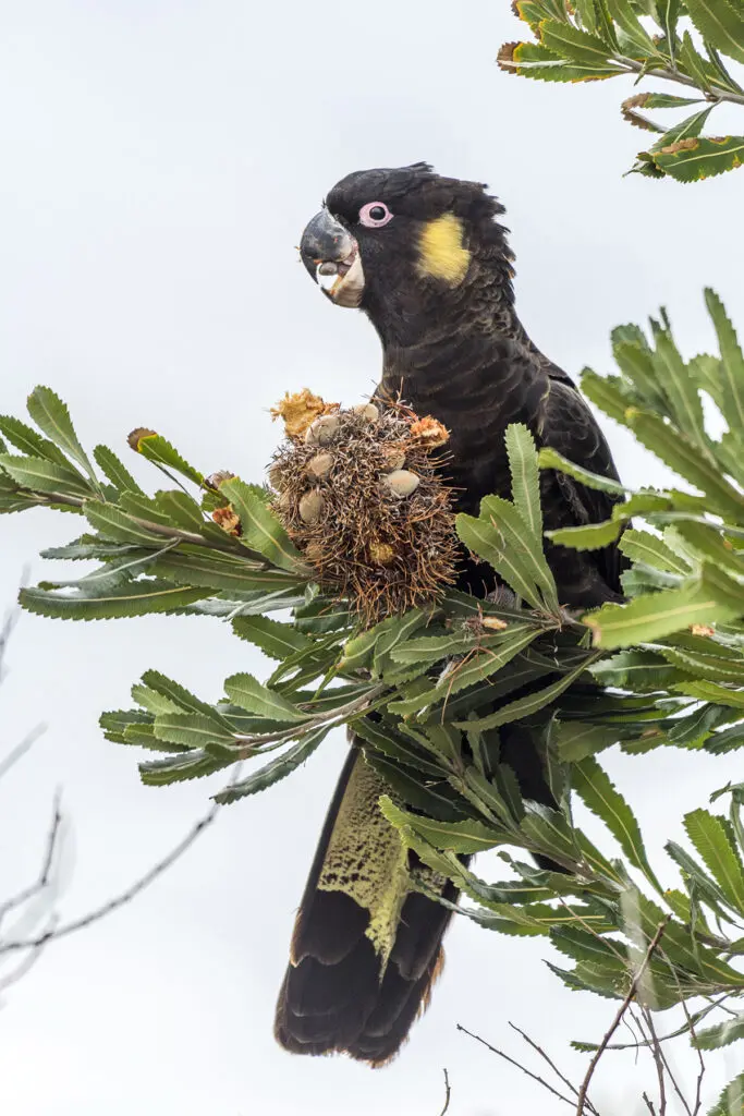 To the right of the frame, a male Yellow-tailed Black-Cockatoo is perched and feeding on a banksia, gripping the cone in his foot and looking at the camera against a pale blue background.