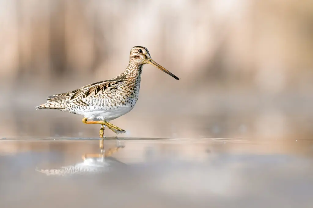 To the left of the frame, a black, brown and white streaked Latham's Snipe with yellow-orange legs and bill wades through shallow water, against a pale brown blotchy background.