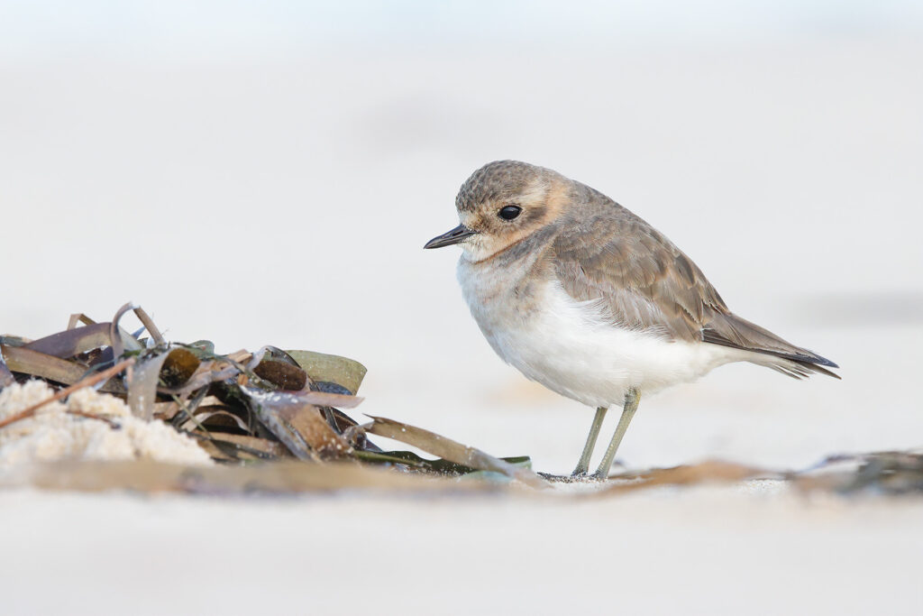 To the right of the frame, a grey, brown and white Double-barred Plover is perched on the pale sand of an ocean beach, beside a piece of kelp.