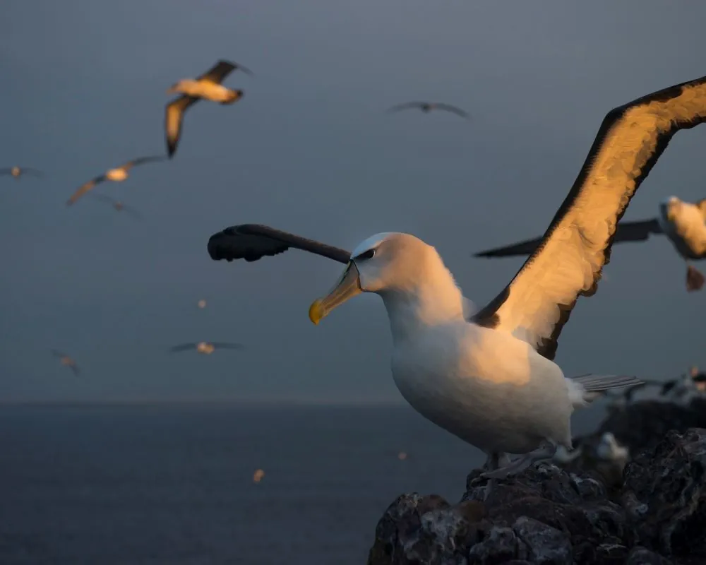 To the right of the frame, a Shy Albatross is perched on the edge of a cliff with wings outstretched, preparing to take off. The dark ocean and sky and several birds in flight are visible in the background, illuminated in the sun.