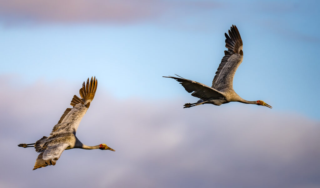 Two grey and red Brolgas in flight against a cloudy background.