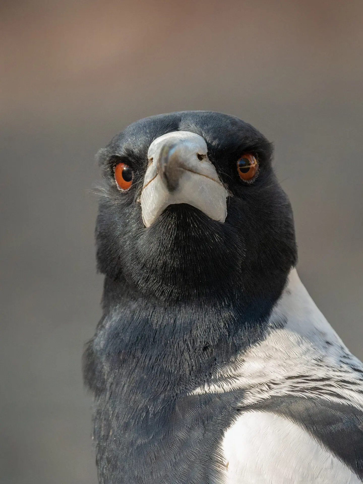 In the centre of the frame, a close-up of black and white Australian Magpie stares into the camera with bright red eyes against a blotched grey and brown background.