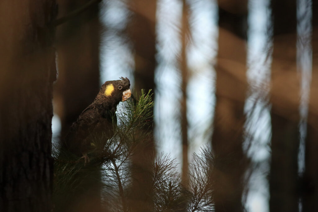 To the left of the frame, a female Yellow-tailed Black-Cockatoo is perched and feeding on a pine tree. In the background, other pine trees cast shadows against a pale blue background.