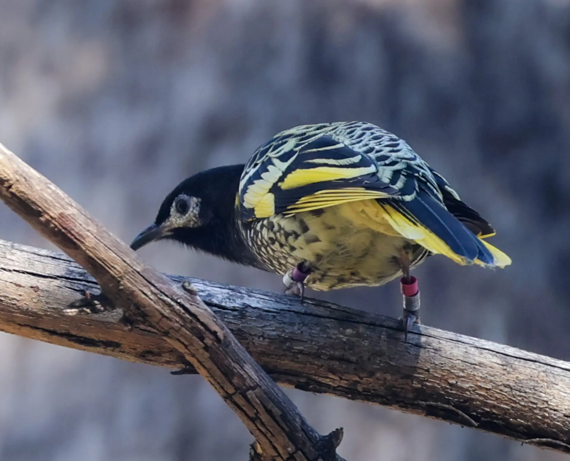 critically-endangered-regent-honeyeater-sightings-spark-hope-birdlife