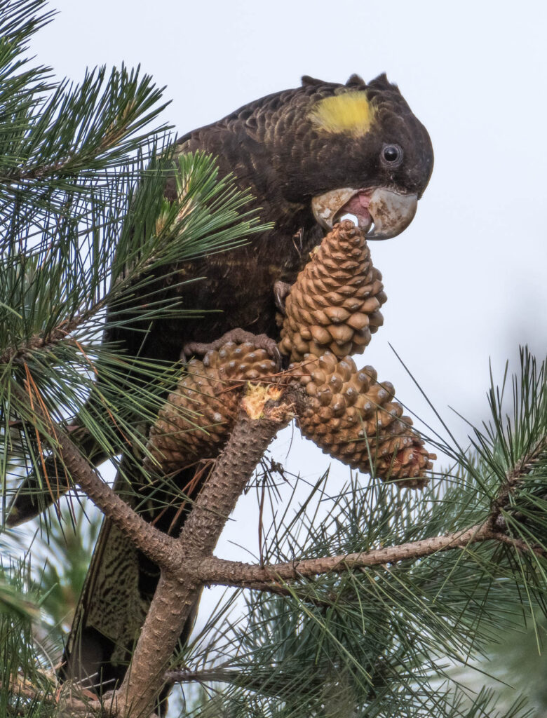 To the right of the frame, a female Yellow-tailed Black-Cockatoo is perched in a pine tree, chewing a pine cone with her strong beak against a pale blue background.