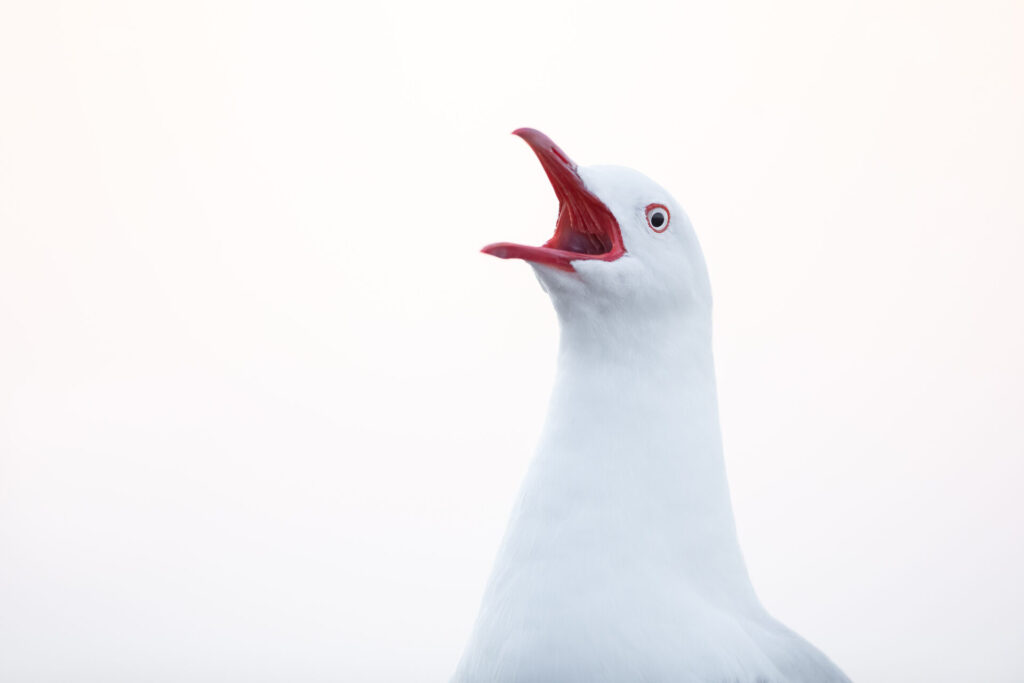 To the right of the frame, a Silver Gull raises its red open beak upwards while looking into the camera against a white background. The bird is cropped from the neck up. 