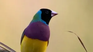 Close up showing head + chest of a lone Gouldian Finch, perched on grasses