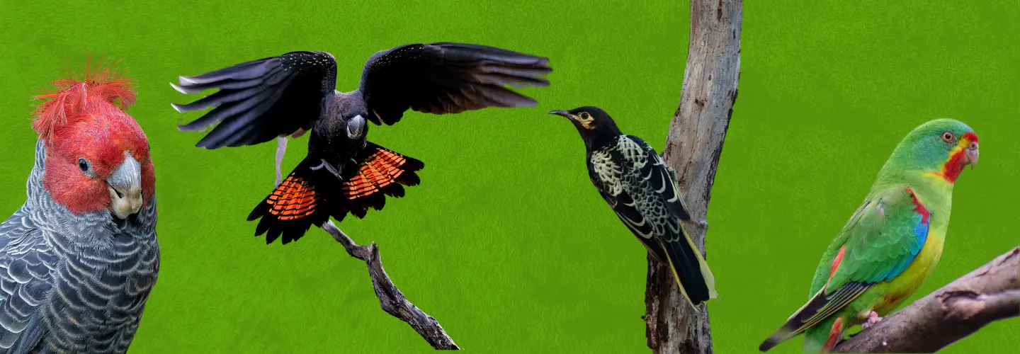 A Gang-gang Cockatoo, Red-tailed Black Cockatoo, Regent Honeyeater and Swift Parrot shown on a bright green background