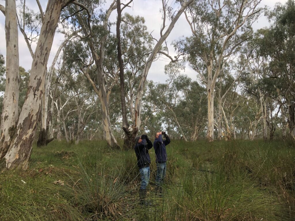 In the centre of the frame, two volunteers are standing in a woodland with their binoculars raised, surveying birds.