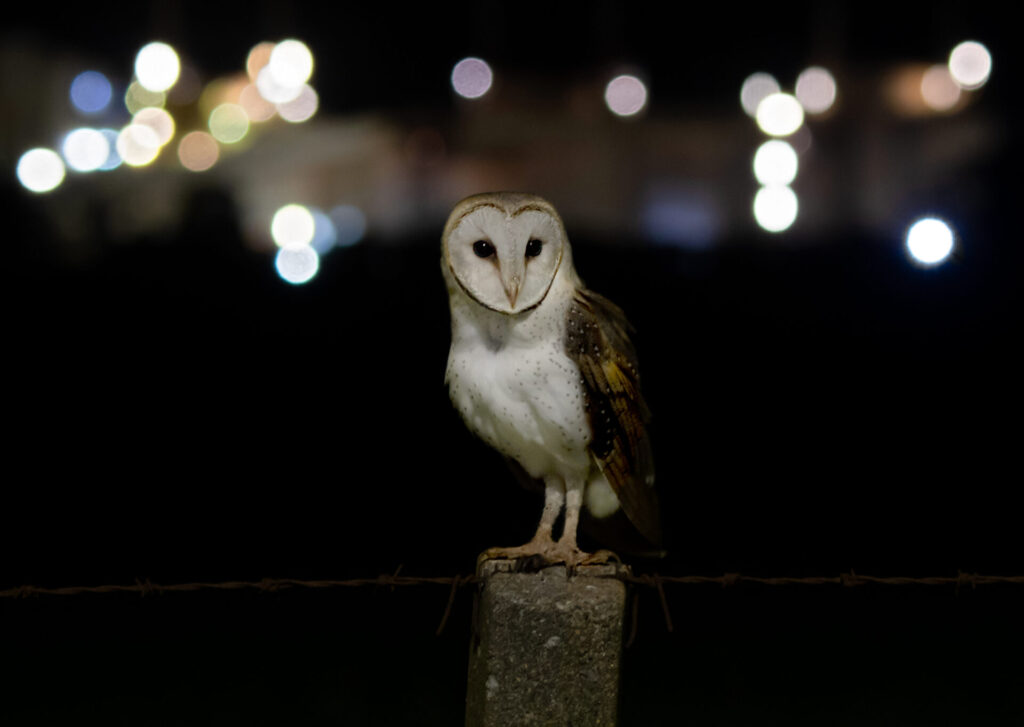 In the centre of the frame, a pale white Eastern Barn Owl is perched on a fence post in the dark, with blurred lights visible in the distance.