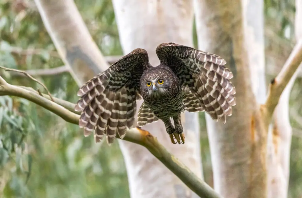 In the centre of the frame, a large brown and white Powerful Owl takes off from a eucalypt branch in the day with huge talons extended.