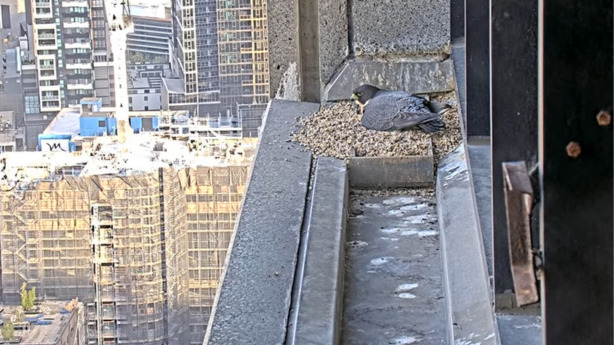 To the right of the frame, a female Peregrine Falcon is perched in a nest box on the ledge of a skyscraper, looking down over the Melbourne CBD from her nest.