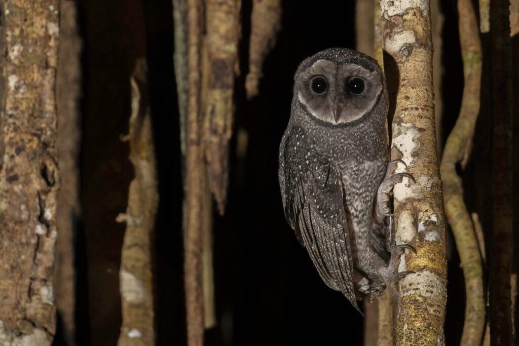 To the right of the frame, a dark grey/black Lesser Sooty Owl is perched on the side of a tree, peering towards the camera.