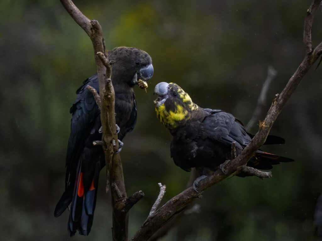 In the centre of the frame, a male black and red Glossy Black-Cockatoo (left) is feeding on a seed pod while the female (right) begs for food. She is black, with patches of yellow feathers on her head. The pair is perched in the fork of a tree against a dark green blotched background.