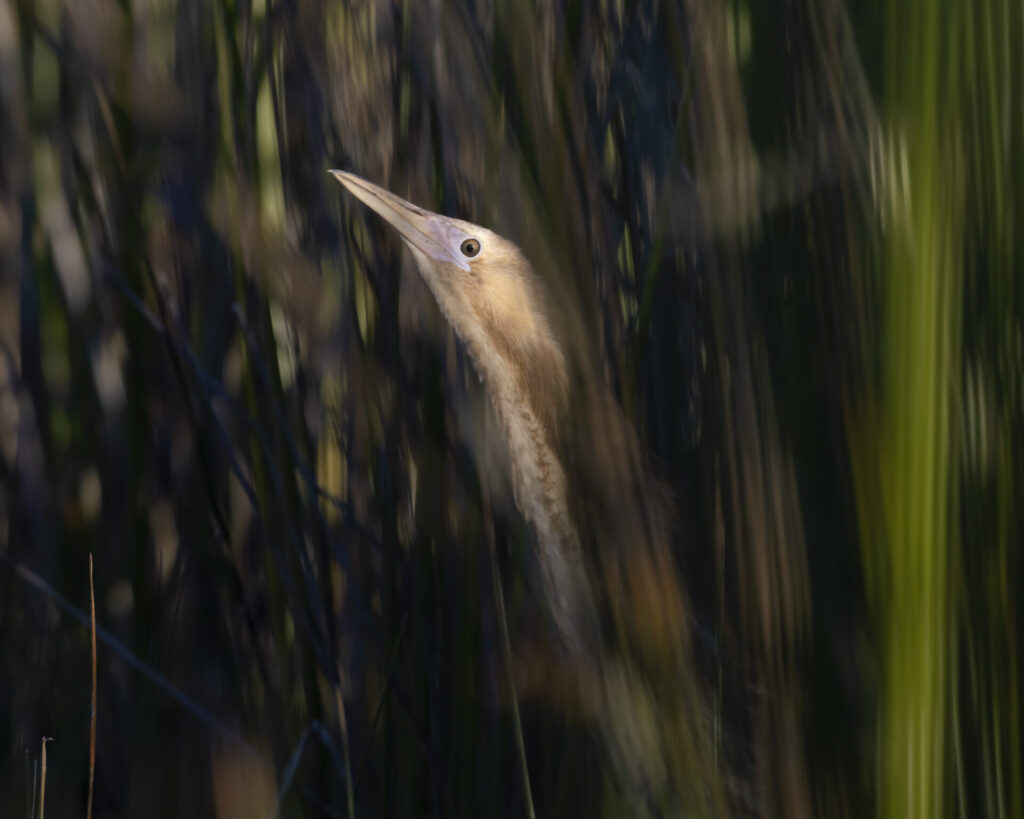 In the centre of the frame, a brown streaked Australasian Bittern peers out of dark blurred reeds