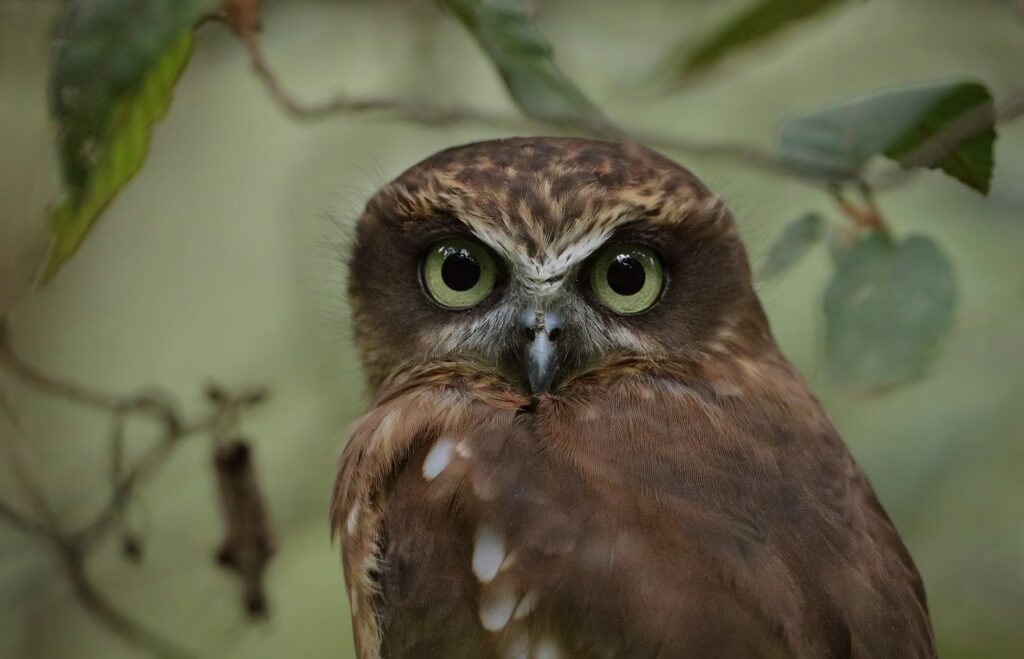 A Southern Boobook rotates its neck to stare directly into the camera with piercing yellow eyes against a pale green background.