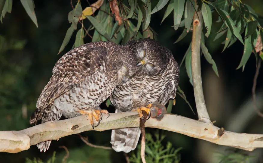 To the left of the frame, a pair of Powerful Owls are preening eachother while perched on a eucalypt branch against a dark background. The bird on the right is gripping a ringtail possum between its talons.