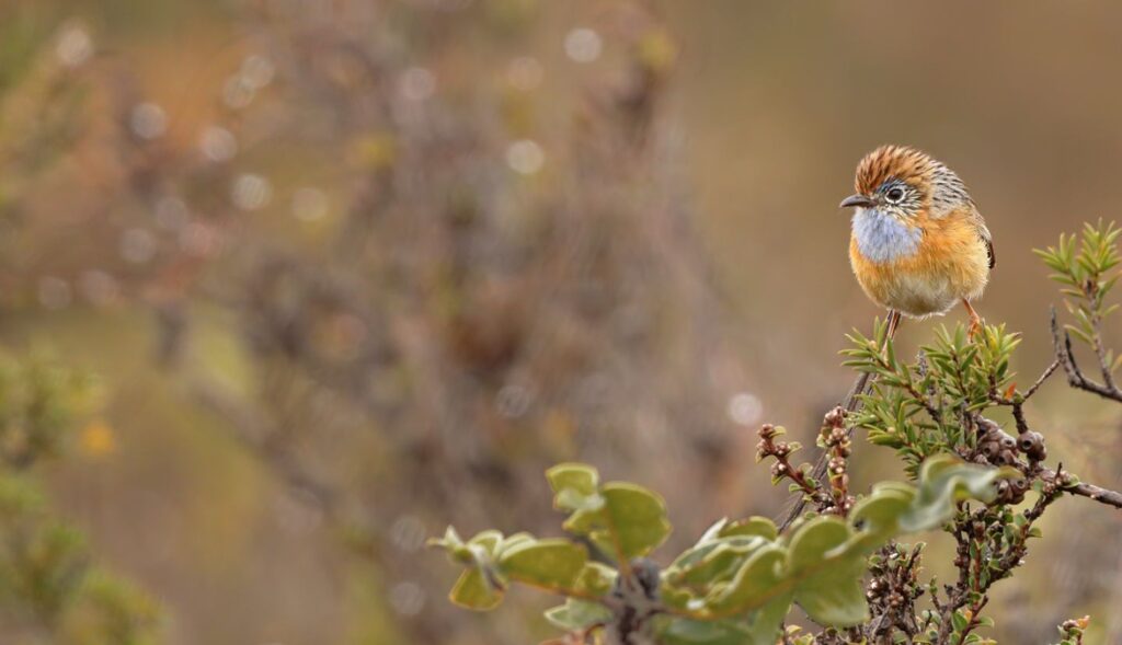 Southern Emu-wren