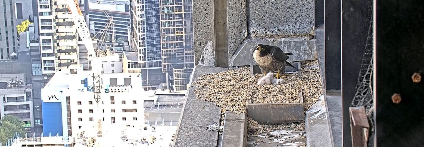 To the right of the frame, an adult Peregrine Falcon is perched in a nest box on the ledge of a skyscraper, behind two small white downy chicks. The nest looks down over the Melbourne CBD.