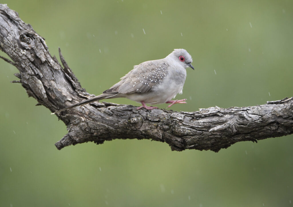 In the centre of the frame, a Diamond Dove walks across an exposed branch in the rain, one leg raised against a green background.